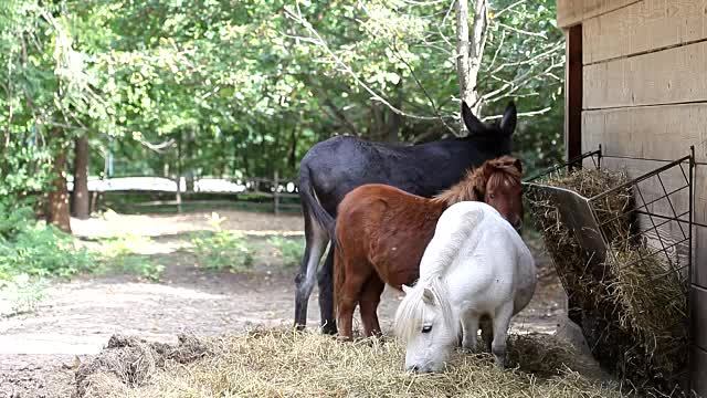 两匹小马和一头驴在吃东西视频素材