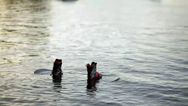 尾流板漂浮在水面上，背景中一名男子骑着尾流板视频素材
