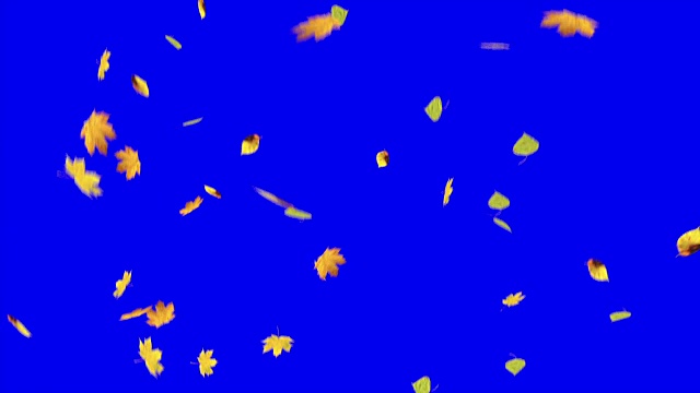 落叶在蓝绿色的屏幕上视频素材
