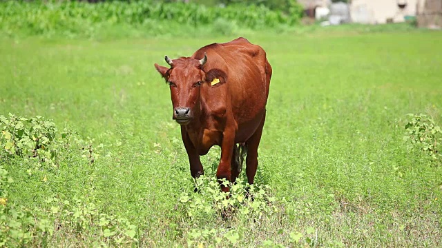 奶牛在一个阳光明媚的日子里在田野里吃草视频下载