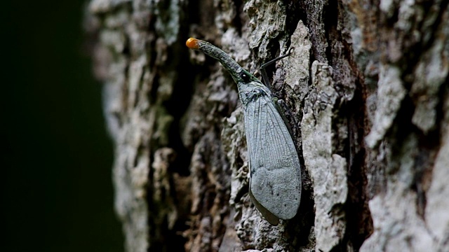 树皮上的灯笼虫视频素材