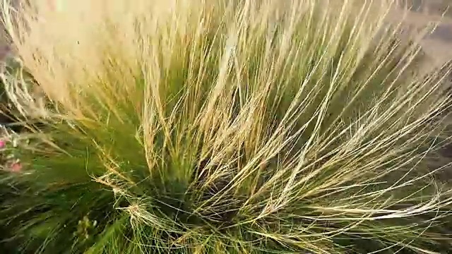风中的草的慢镜头视频素材
