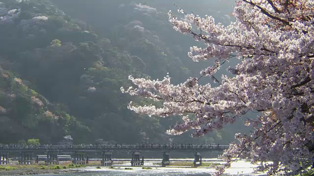 日本京都岚山的聚冢桥和樱花视频下载