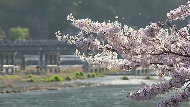 日本京都岚山的聚冢桥和樱花视频下载