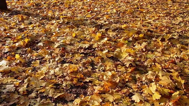 秋天森林里黄色的落叶视频下载
