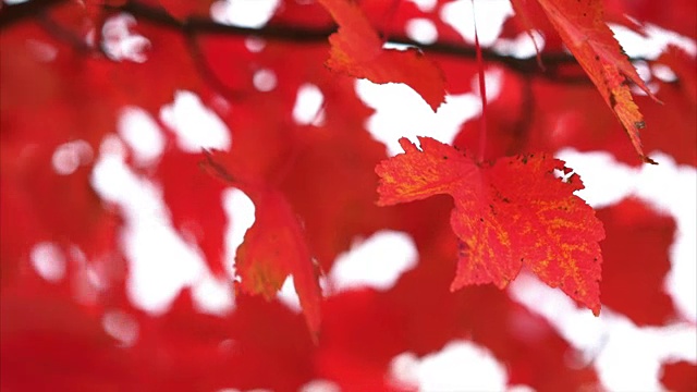 秋天的红叶在风中吹拂着大地的高度视频下载