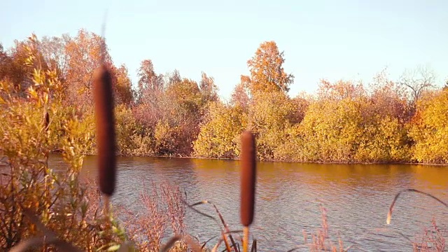 沼泽里长着芦苇视频素材