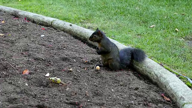 松鼠在地上吃坚果视频素材