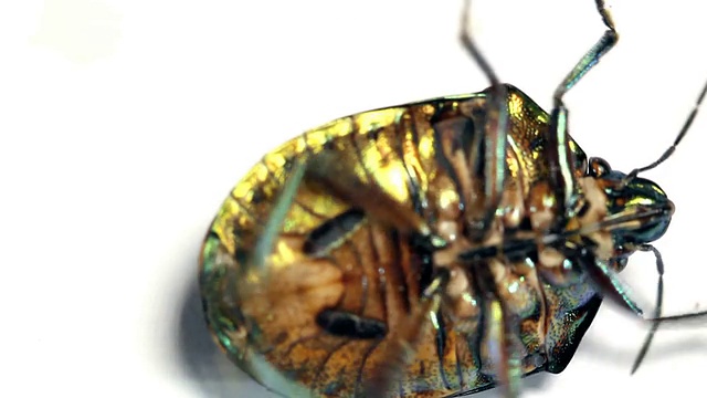 来自厄瓜多尔热带雨林的色彩鲜艳的半翅虫视频素材
