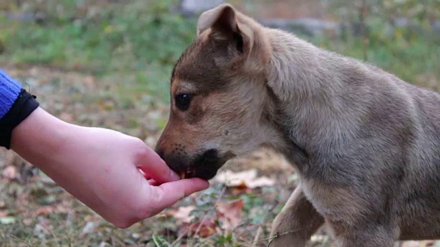 女人在街上喂养无家可归的小狗视频素材