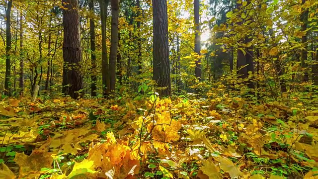 秋天的森林，4K延时全景视频素材