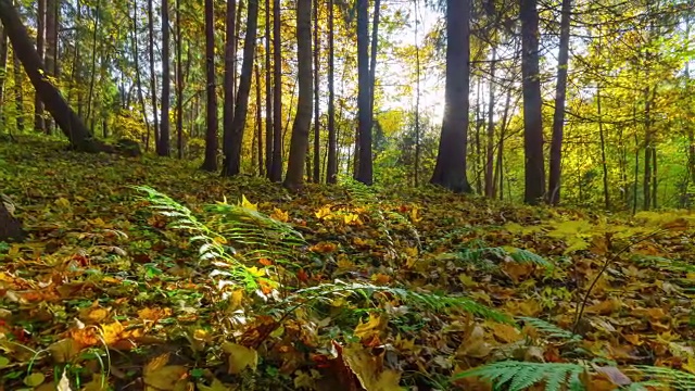 秋天的森林，4K延时全景视频素材