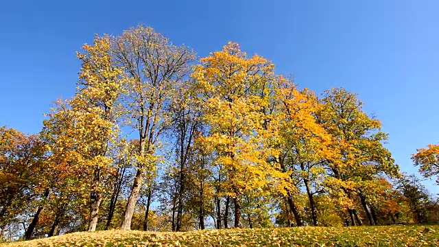 高大的树木在秋天的风中摇摆视频素材