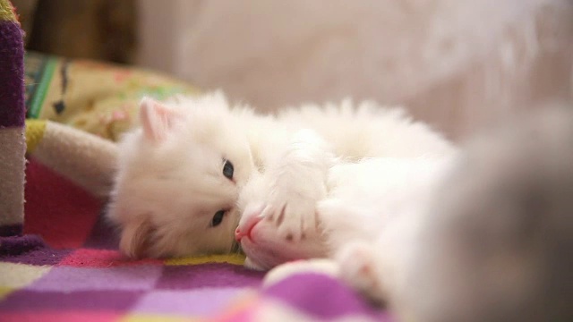两只白猫在玩耍，一只在睡觉，一只在咬视频素材