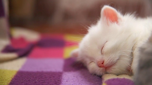 白猫大脸躺在另一只白猫身上睡觉视频素材