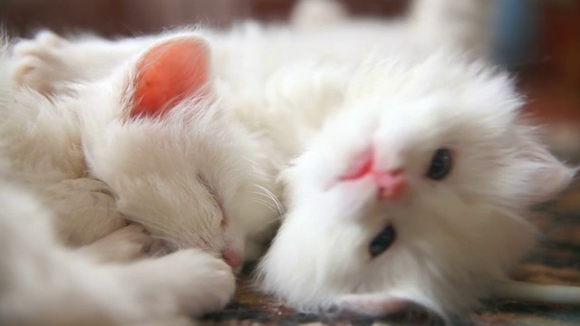 白色的两只小猫在玩耍睡觉，互相咬着视频素材