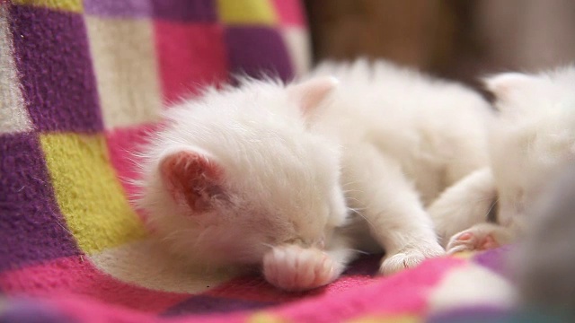 白色小猫在房间里洗澡和睡觉视频素材