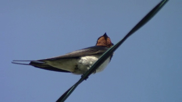 一只燕子栖息在一根电线上视频下载