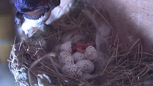 刚孵出的谷仓燕子和它的父母视频下载