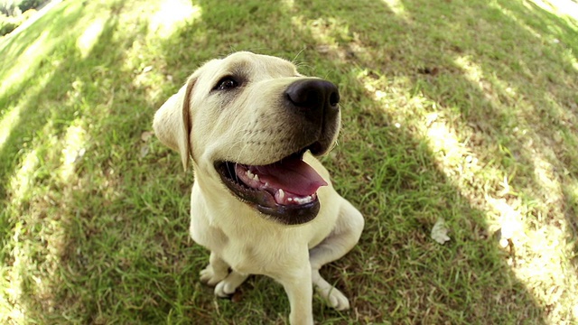一只拉布拉多小狗坐在草地上视频素材