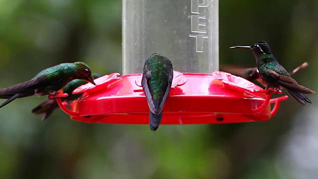 一种蜂鸟在哥斯达黎加的饲养场视频下载