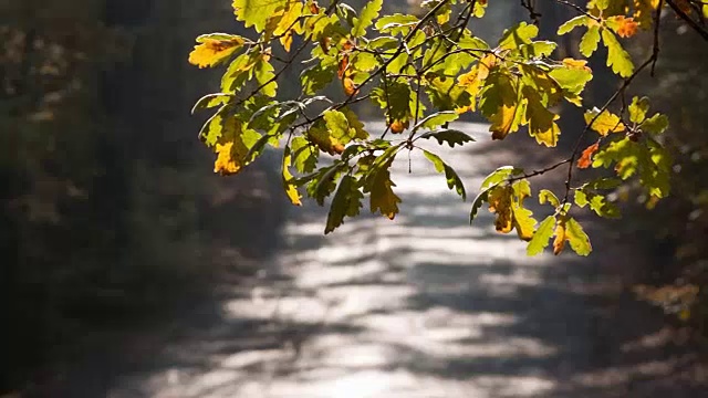 在初秋穿过森林的路视频素材