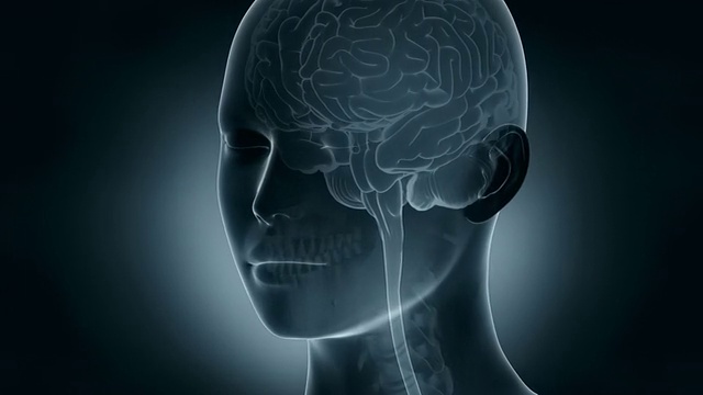 大脑在x射线视频下载