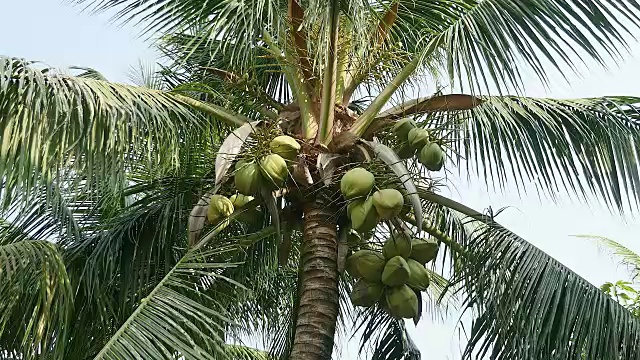 棕榈树上的绿色椰子视频下载