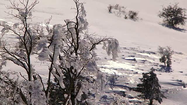冬天森林中的霜冻灌木视频素材