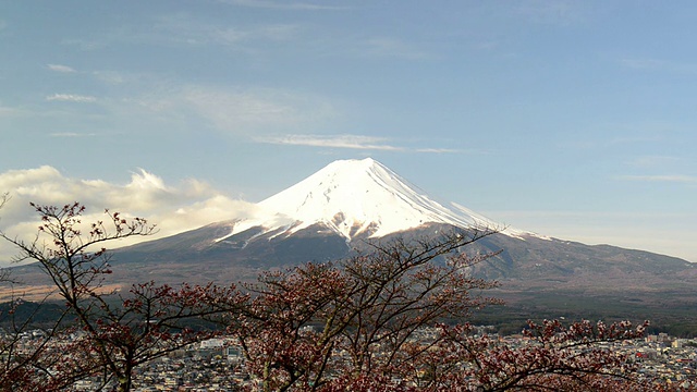 樱花盛开的富士山视频素材