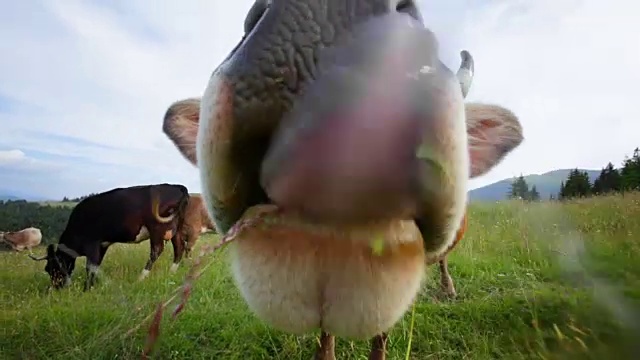 有趣的奶牛吃草视频素材