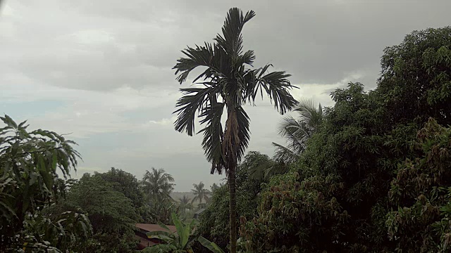 雨落在热带植被上视频下载