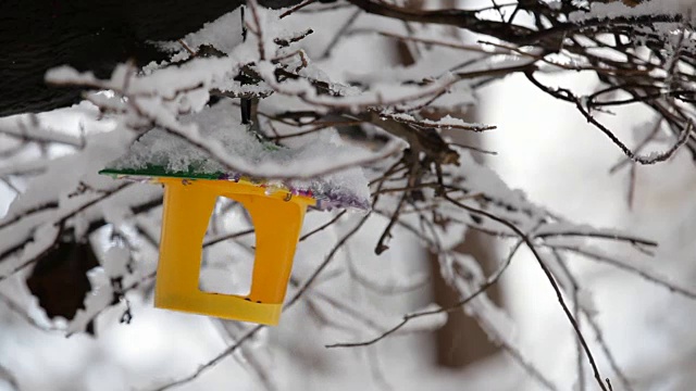 挂在雪树枝上的喂鸟器视频下载