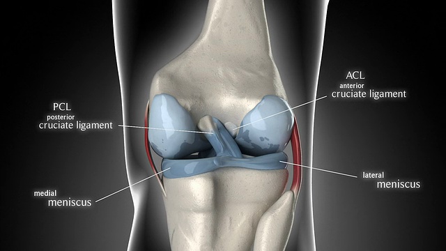 膝关节韧带和关节解剖学视频素材
