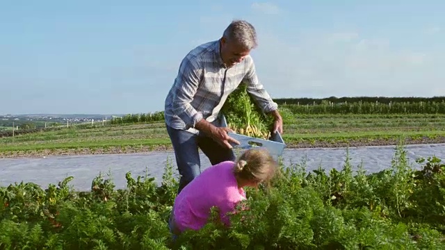 农民和女儿在农场收获有机胡萝卜作物视频下载