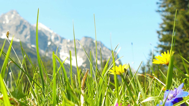 鲜花草地与风景如画的阿尔卑斯山。视频素材