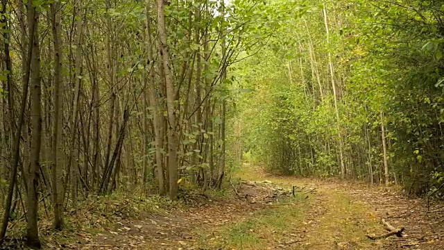森林中的小路。秋天的白天。光滑的多莉。视频素材