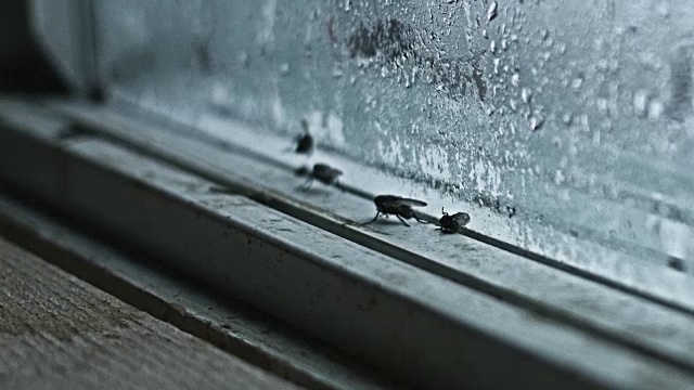 肮脏和令人毛骨悚然的录像，家蝇在一个肮脏的窗户玻璃上视频下载