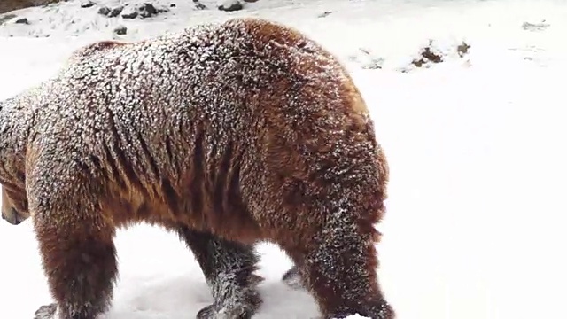 在大自然的冬天，雪地里的棕熊视频素材