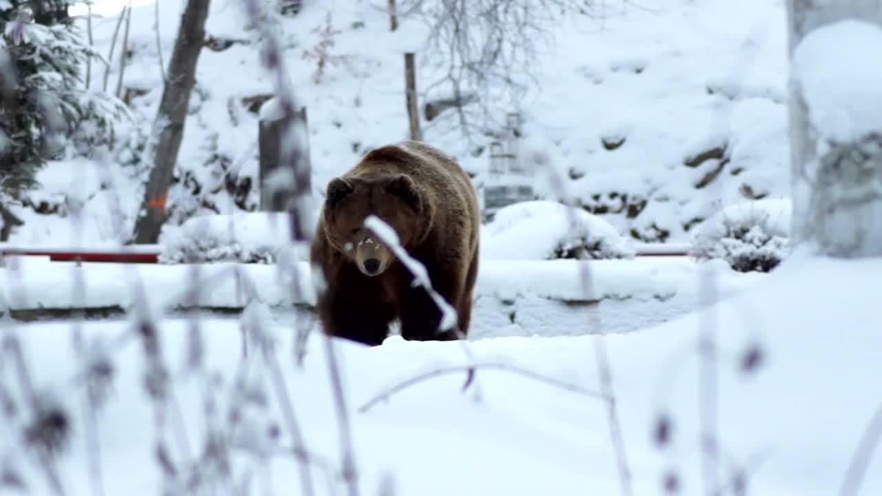 大自然的冬天，雪地里的棕熊视频下载