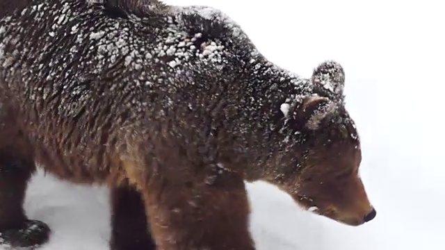 在大自然的冬天，棕熊在雪地里视频素材