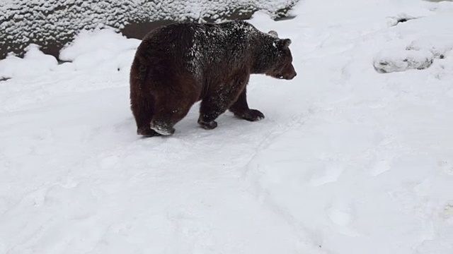 在大自然的冬天，棕熊在雪地里视频素材