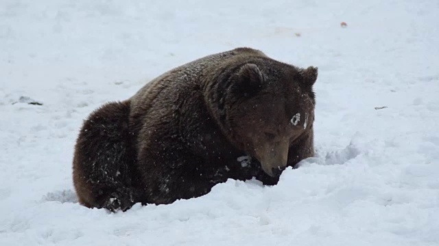 在大自然的冬天，棕熊在雪地里视频下载