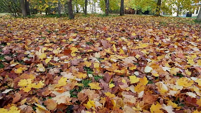 秋天明亮的枫叶落下，覆盖了地面视频素材