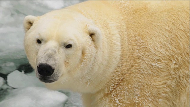 冬天动物园里一只白熊的肖像视频下载
