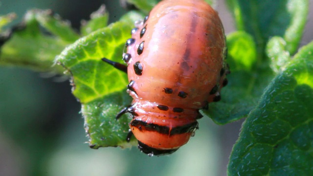 科罗拉多甲虫的幼虫视频下载