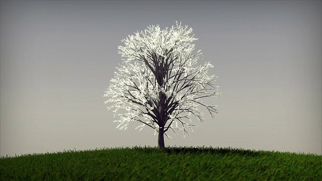 《四季之树视频下载