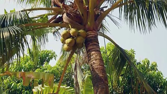 一堆从棕榈树上安全降落下来的椰子视频素材