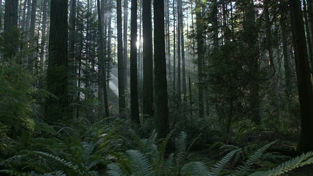 太平洋西北森林太阳耀斑摄影向左射击视频素材