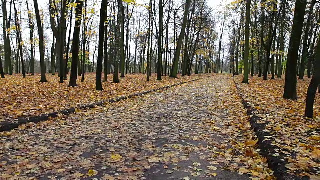公园里秋叶灿烂的小路视频素材